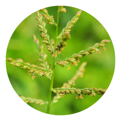 Cyperus Rotundus Oil
