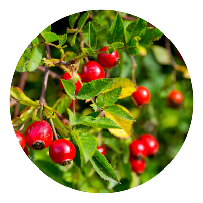 Rosehip Oil