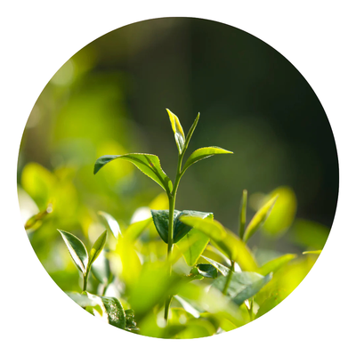 Tea Tree Oil